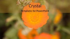  Presentation with calendula - Presentation theme having calendula blooming in the garden background and a gold colored foreground