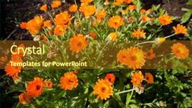  Presentation with calendula - Presentation design enhanced with calendula field background and a tawny brown colored foreground