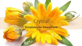  Presentation with calendula - Cool new presentation theme with calendula flower isolated on a white background backdrop and a gold colored foreground