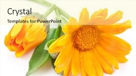  Presentation with calendula - PPT layouts consisting of calendula flower isolated background and a blonde colored foreground