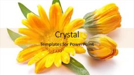 Presentation with calendula - Colorful slides enhanced with calendula flower isolated on a white background backdrop and a gold colored foreground