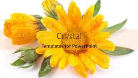  Presentation with calendula - 
