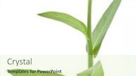  Presentation with calendula - Cool new slides with calendula flower isolated on a white background backdrop and a soft green colored foreground