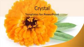  Presentation with calendula - Presentation design consisting of calendula flower on the white background and a yellow colored foreground