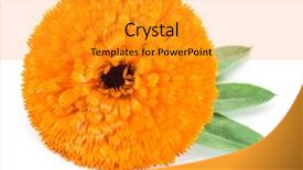  Presentation with calendula - Cool new PPT layouts with calendula flower on the white backdrop and a gold colored foreground
