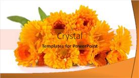  Presentation with calendula - 