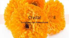  Presentation with calendula - Audience pleasing PPT theme consisting of calendula flowers isolated on white backdrop and a gray colored foreground