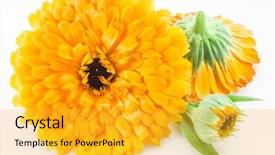  Presentation with calendula - PPT theme having calendula flowers isolated on white background and a yellow colored foreground