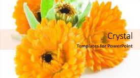  Presentation with white flowers - Cool new PPT theme with calendula flowers isolated on white backdrop and a gold colored foreground