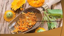  Presentation with calendula - Amazing PPT theme having calendula flowers on the old backdrop and a red colored foreground