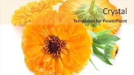  Presentation with calendula - Beautiful theme featuring calendula flowers on the white backdrop and a yellow colored foreground