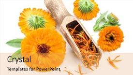  Presentation with calendula - Audience pleasing presentation theme consisting of calendula flowers on the white backdrop and a yellow colored foreground