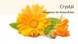  Presentation with calendula - Audience pleasing presentation consisting of calendula marigold flowers with leaves backdrop and a yellow colored foreground