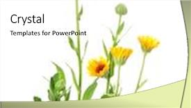  Presentation with calendula - Slide set consisting of calendula marigold isolated on white background and a white colored foreground