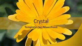  Presentation with calendula - PPT theme consisting of calendula of yellow color green background with grass background and a gold colored foreground