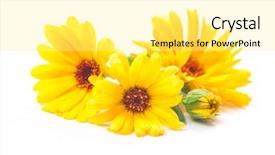  Presentation with calendula - Amazing slides having calendula officinalis marigold flowers backdrop and a blonde colored foreground