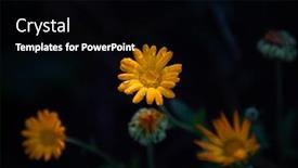  Presentation with calendula - Slide deck enhanced with calendula-oficinalis-or-marigold-blooming background and a black colored foreground