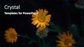  Presentation with calendula - Presentation theme consisting of calendula-oficinalis-or-marigold-blooming background and a black colored foreground