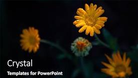  Presentation with calendula - Presentation theme with calendula-oficinalis-or-marigold-blooming background and a black colored foreground