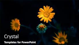  Presentation with calendula - Slides with calendula-oficinalis-or-marigold-blooming background and a black colored foreground