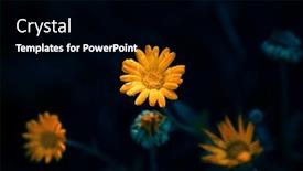  Presentation with calendula - Slide set enhanced with calendula-oficinalis-or-marigold-blooming background and a black colored foreground