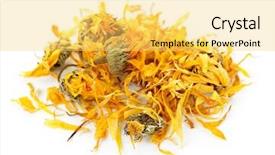  Presentation with pot marigold - Presentation design having calendula or pot marigold medicinal background and a yellow colored foreground