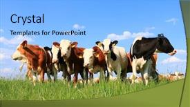  Presentation with toroidal field - Slide set with calf - calves on the field background and a light blue colored foreground