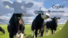  Presentation with baseball field of dreams - Colorful PPT theme enhanced with brain - male stress trouble unhappy problem backdrop and a gray colored foreground