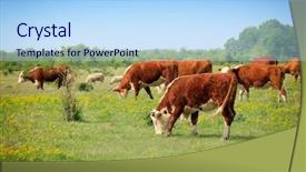  Presentation with field and stream - PPT theme consisting of calf - calves on the field background and a light blue colored foreground
