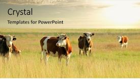  Presentation with field - Slides featuring calf - calves on the field background and a lemonade colored foreground