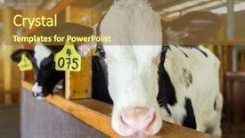  Presentation with farm - Cool new slides with calf - cute calves in a farm backdrop and a tawny brown colored foreground