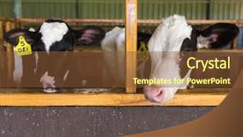  Presentation with farm - PPT layouts featuring calf - cute calves in a farm background and a tawny brown colored foreground
