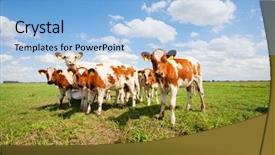  Presentation with dutch - Amazing presentation having calf - dutch calves in the meadow backdrop and a light blue colored foreground