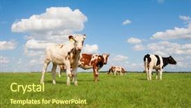  Presentation with dutch - Presentation theme enhanced with calf - dutch calves in the meadow background and a gold colored foreground
