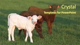  Presentation with pasture - PPT theme having calf - two young calves background and a tawny brown colored foreground