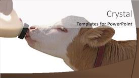 Presentation with clipping - Presentation theme featuring calf-feeding-from-a-bottle background and a white colored foreground