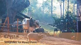  Presentation with farming - Audience pleasing presentation design consisting of calf-in-the-asian-village backdrop and a coral colored foreground