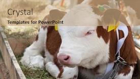  Presentation with cow - Presentation design featuring calf-lies-against-the-background background and a coral colored foreground
