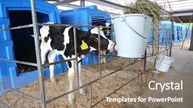  Presentation with dairy farm - Colorful presentation theme enhanced with calf on a dairy farm backdrop and a coral colored foreground