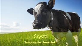  Presentation with meadow - PPT theme enhanced with calf on the green sunny background and a tawny brown colored foreground