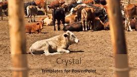  Presentation with padlock - Theme with calf-sited-with-the-herd background and a coral colored foreground