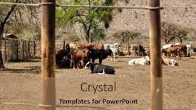  Presentation with padlock - Slides consisting of calf-sited-with-the-herd background and a coral colored foreground