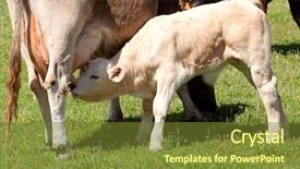  Presentation with milk for calf - Audience pleasing presentation theme consisting of calf suckling in a beautiful backdrop and a tawny brown colored foreground