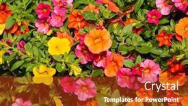  Presentation with yellow orange - Audience pleasing presentation design consisting of calibrachoa-flowers-in-orange-pink backdrop and a crimson colored foreground
