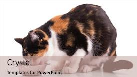  Presentation with cat - Audience pleasing slides consisting of calico cat eating backdrop and a coral colored foreground