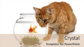  Presentation with goldfish - Presentation featuring calico cat waiting ot prance background and a coral colored foreground