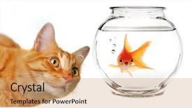  Presentation with cat - Presentation theme enhanced with calico cat watching a gold background and a coral colored foreground