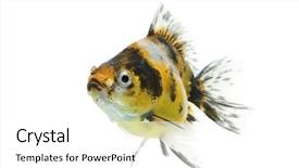  Presentation with goldfish - Presentation theme having gold fish swim isolated - calico ryukin goldfish swimming background and a white colored foreground