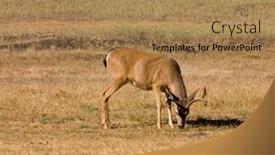  Presentation with buck - Amazing theme having california-blacktail-buck-eating backdrop and a coral colored foreground