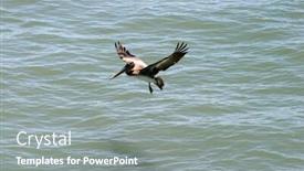  Presentation with california - Presentation design featuring california-brown-pelican-pelecanus-occidentalis background and a gray colored foreground